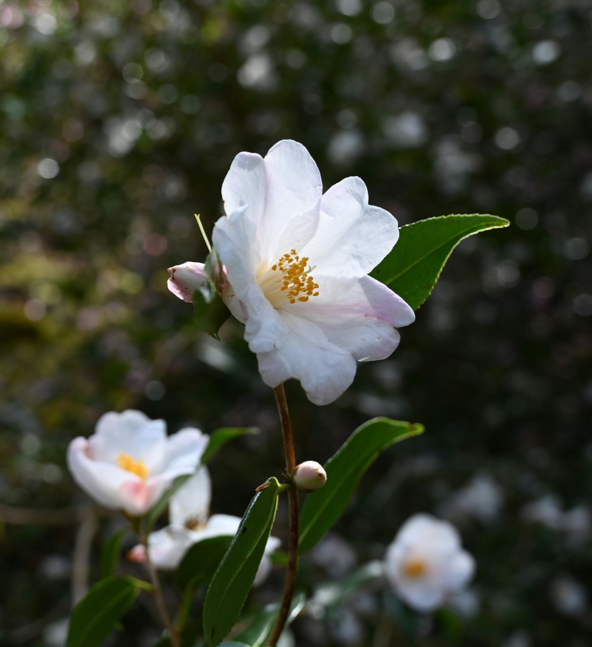 C. 'Cornish Snow'